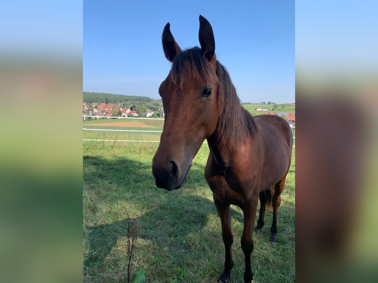 New Forest Pony Mare 1 year Brown in Pentling