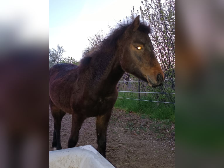 New Forest Pony Mare 1 year  in Hohen Pritz