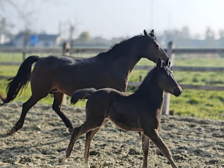 New Forest Pony Mare 20 years 14.1 hh Brown in Willebroek