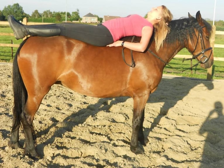 New Forest Pony Mare 20 years 14.1 hh Brown in Willebroek
