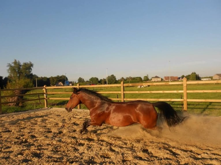 New Forest Pony Mare 20 years 14.1 hh Brown in Willebroek