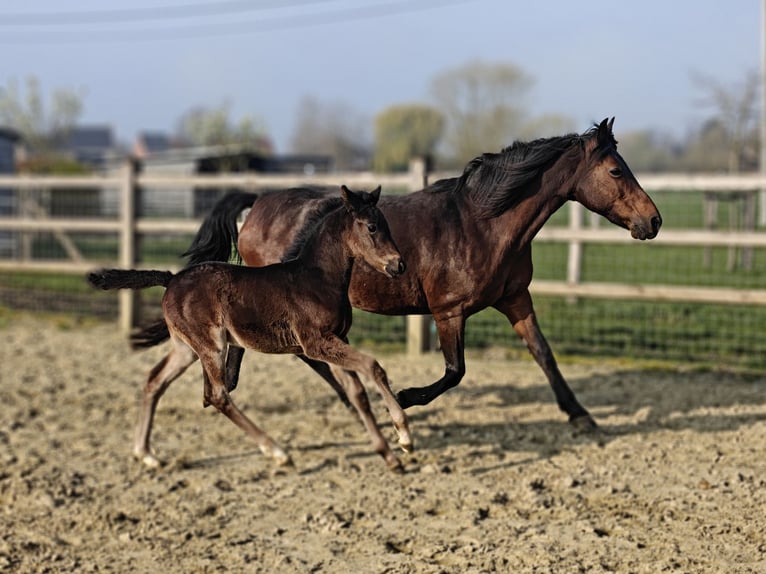 New Forest Pony Mare 20 years 14.1 hh Brown in Willebroek