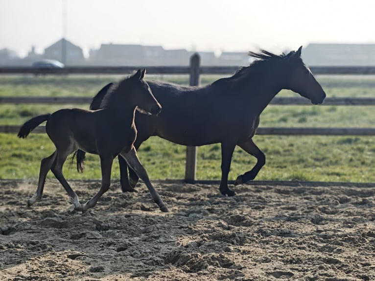 New Forest Pony Mare 20 years 14.1 hh Brown in Willebroek