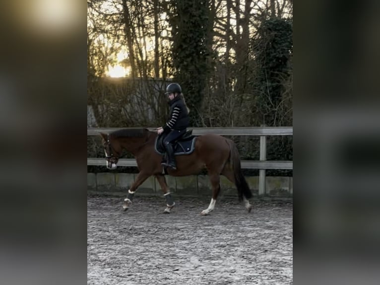 New Forest Pony Mare 20 years 14,1 hh Chestnut-Red in Borod