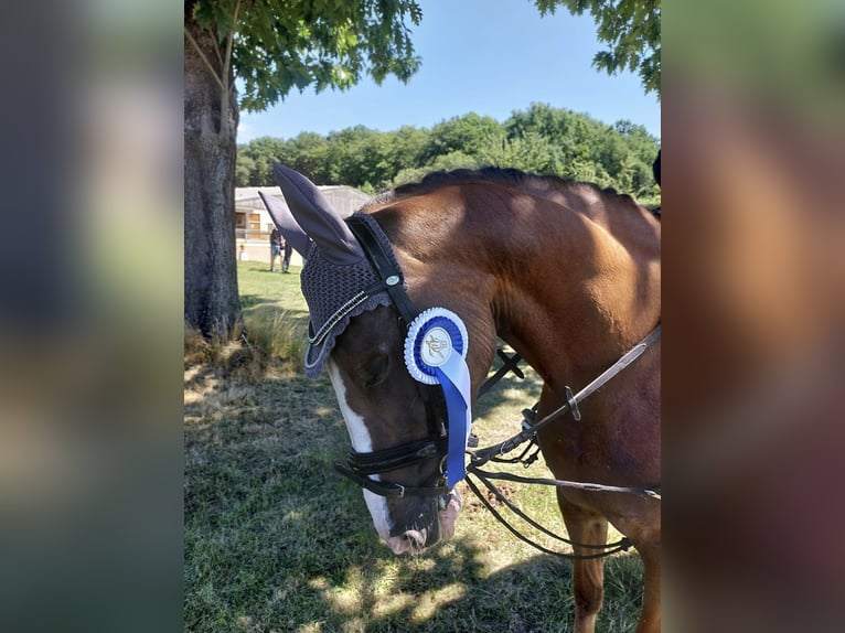 New Forest Pony Mare 20 years 14,1 hh Chestnut-Red in Borod