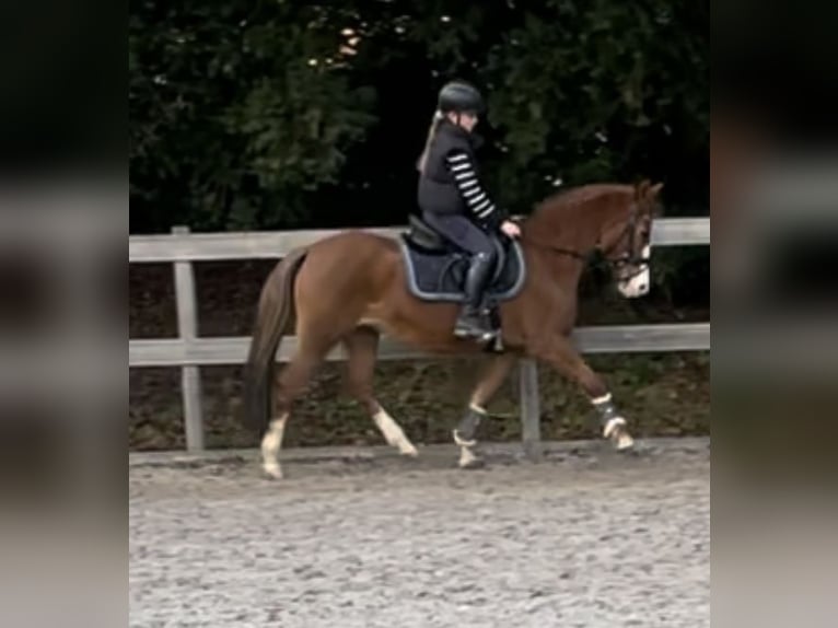 New Forest Pony Mare 20 years 14,1 hh Chestnut-Red in Borod