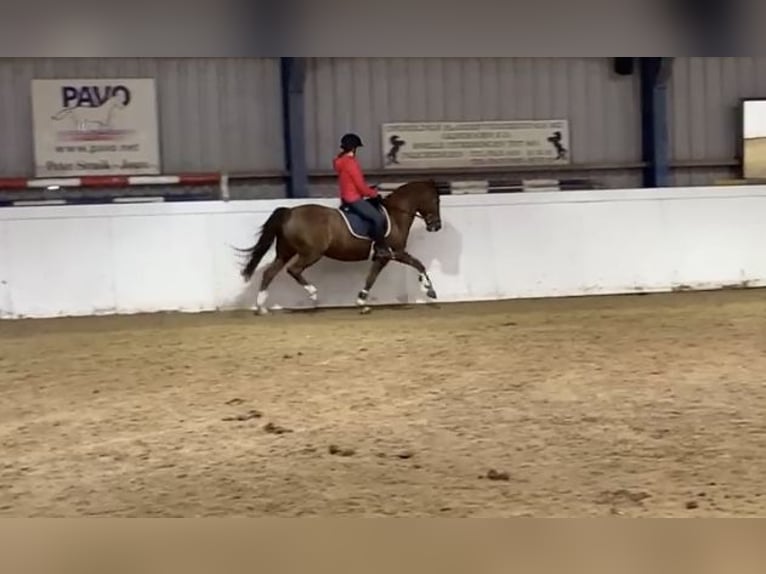 New Forest Pony Mix Mare 21 years 14,1 hh Chestnut in Aldeboarn