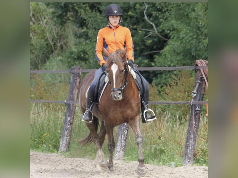 New Forest Pony Mix Mare 21 years 14,1 hh Chestnut in Aldeboarn