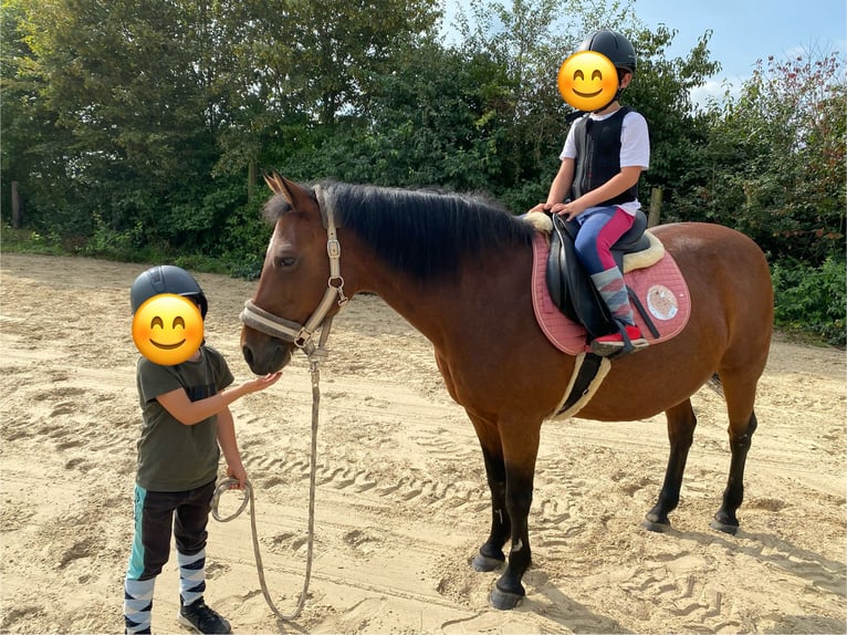 New Forest Pony Mare 23 years 14,2 hh Brown in Bettange-sur-Mess