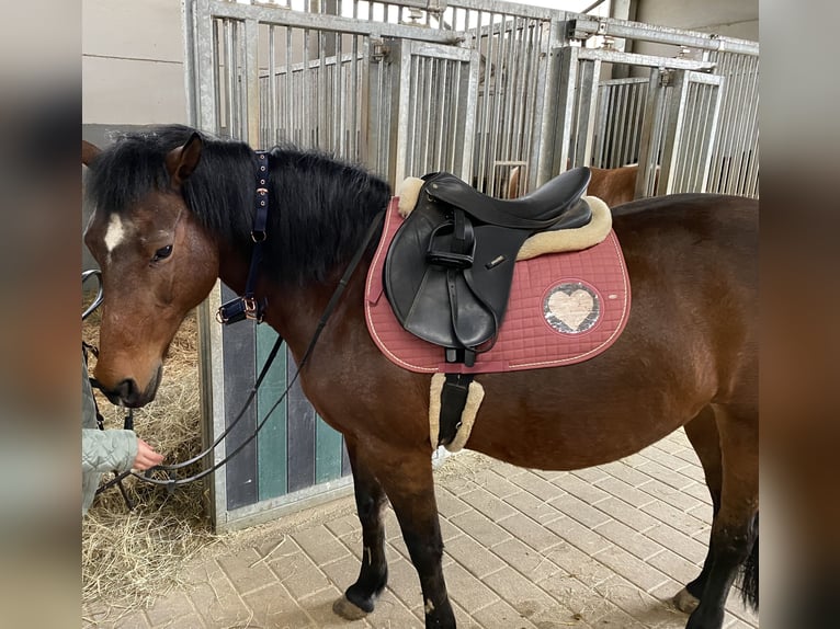 New Forest Pony Mare 23 years 14,2 hh Brown in Bettange-sur-Mess