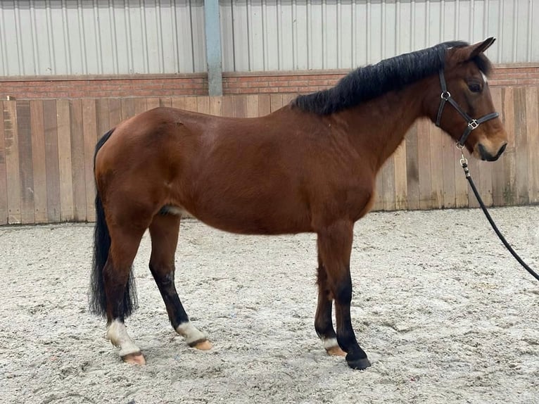 New Forest Pony Mare 24 years 14,1 hh Brown in Zieuwent