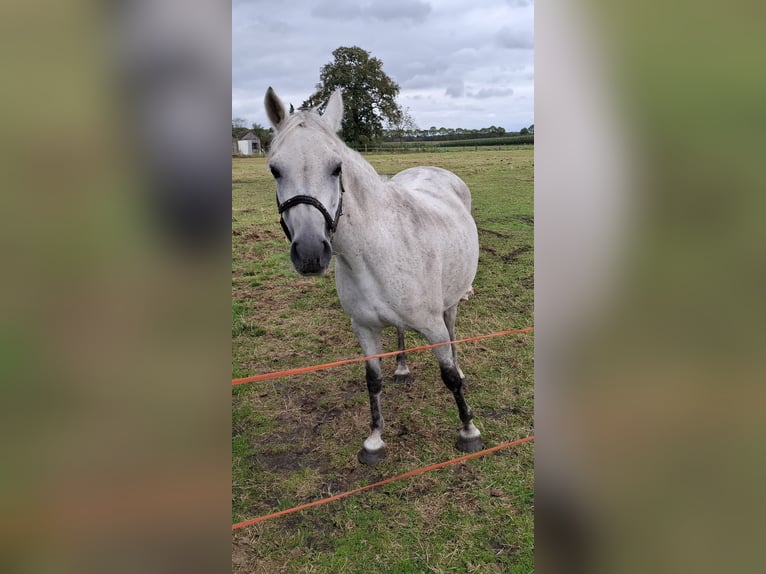 New Forest Pony Mare 26 years 13,1 hh Gray in Castenray