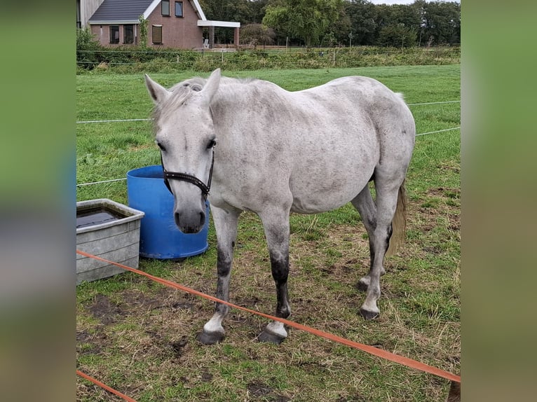 New Forest Pony Mare 26 years 13,1 hh Gray in Castenray