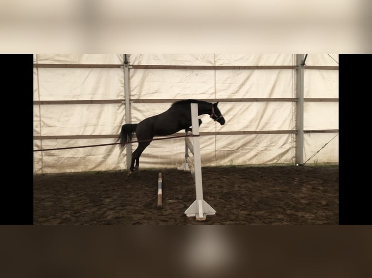 New Forest Pony Mare 2 years 13,3 hh Black in Szigethalom
