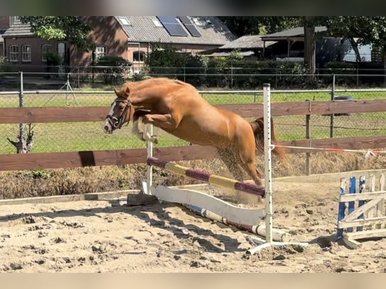 New Forest Pony Mare 2 years 13,1 hh in Nistelrode