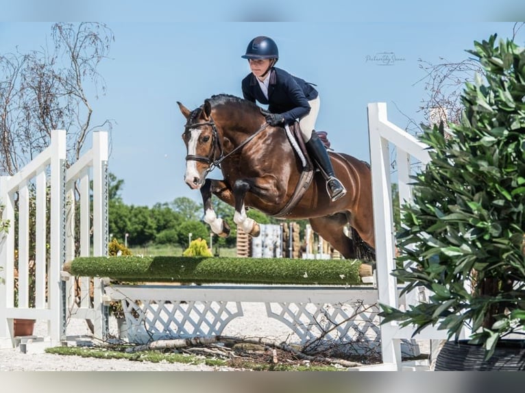 New Forest Pony Mare 2 years 13,1 hh in Nistelrode