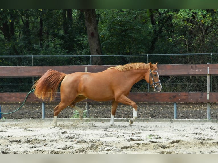 New Forest Pony Mare 2 years 13,1 hh in Nistelrode