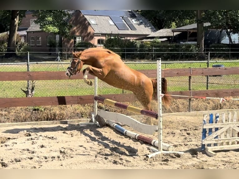 New Forest Pony Mare 2 years 13,1 hh in Nistelrode