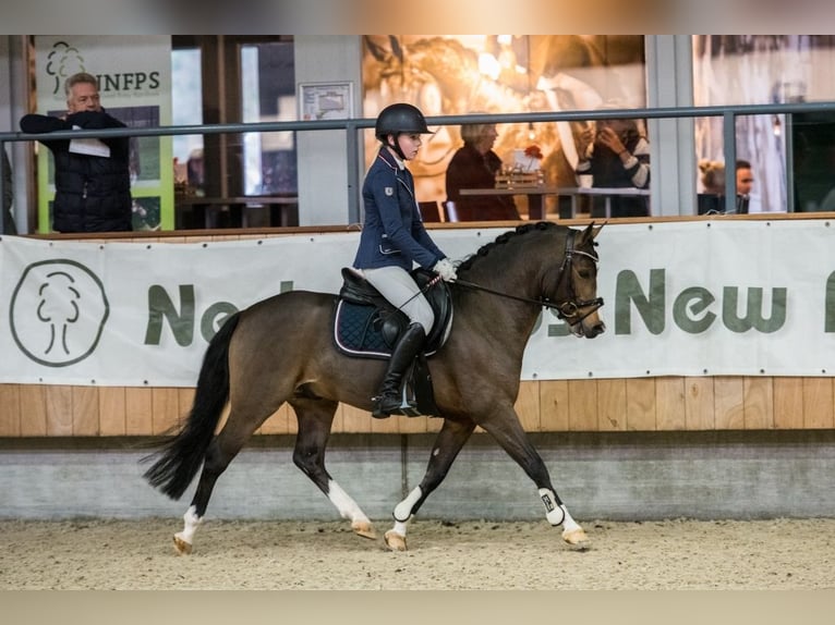 New Forest Pony Mare 2 years 13,1 hh in Nistelrode