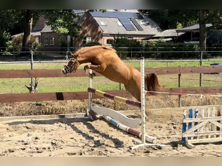 New Forest Pony Mare 2 years 13,1 hh in Nistelrode