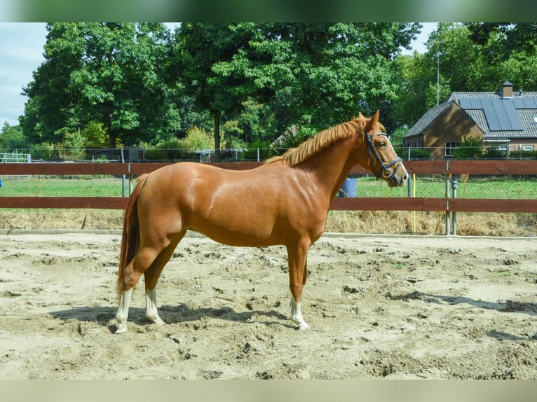 New Forest Pony Mare 2 years 13,1 hh in Nistelrode