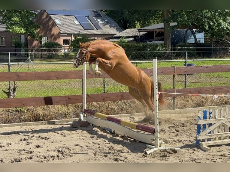 New Forest Pony Mare 2 years 13,1 hh in Nistelrode
