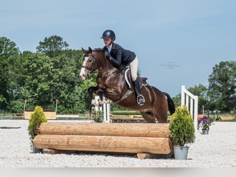 New Forest Pony Mare 2 years 13,1 hh in Nistelrode