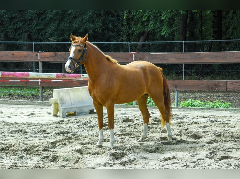 New Forest Pony Mare 2 years 13,1 hh in Nistelrode