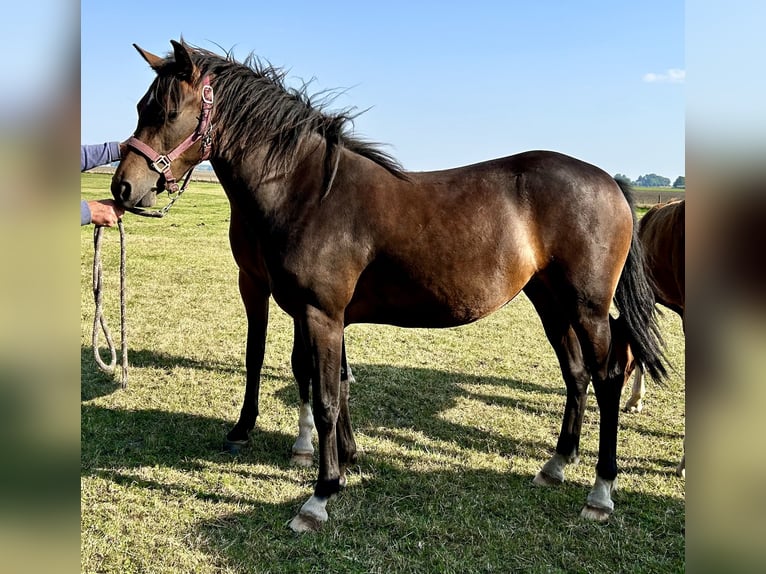 New Forest Pony Mare 2 years 14,1 hh Brown in Finsterwolde