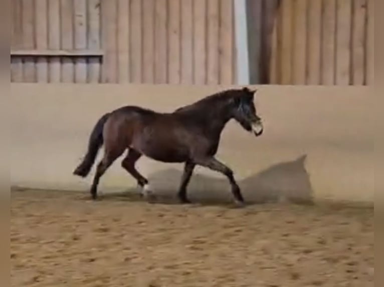 New Forest Pony Mare 2 years Brown in Basdahl