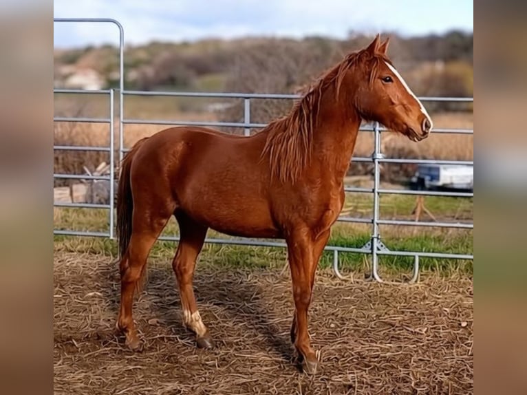 New Forest Pony Mare 2 years  in Montéléger