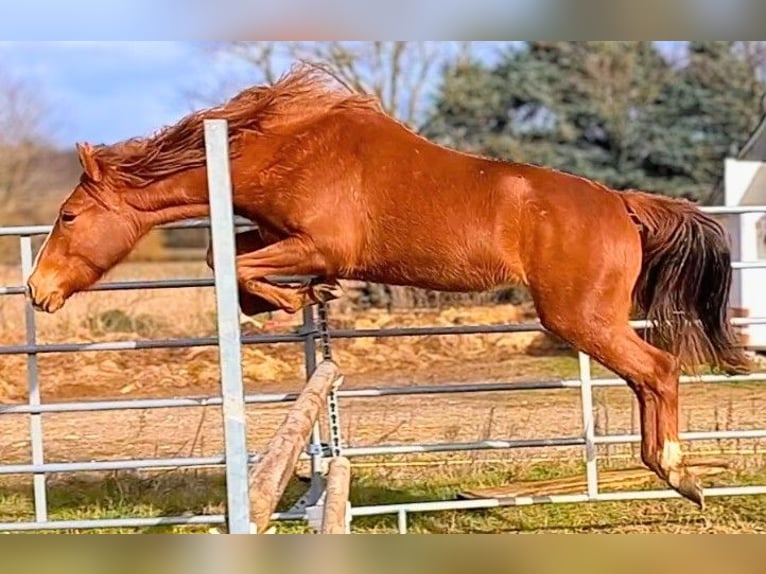New Forest Pony Mare 2 years  in Montéléger