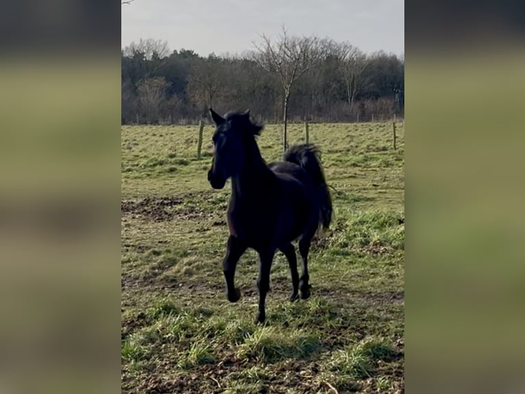 New Forest Pony Mix Mare 3 years 12,2 hh Smoky-Black in Swalmen