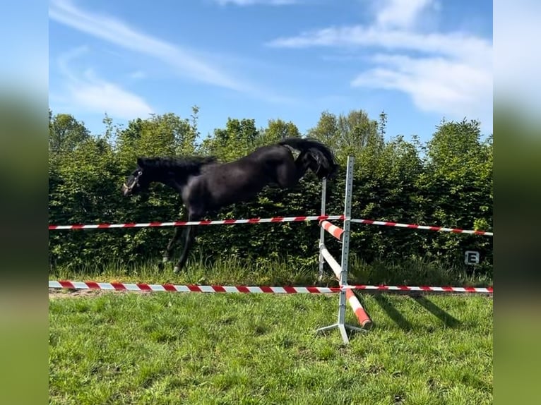 New Forest Pony Mix Mare 3 years 12,3 hh Smoky-Black in Swalmen