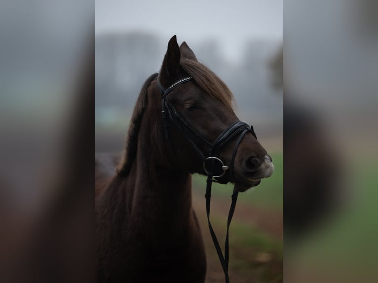 New Forest Pony Mare 3 years 13,2 hh Chestnut in Pronstorf