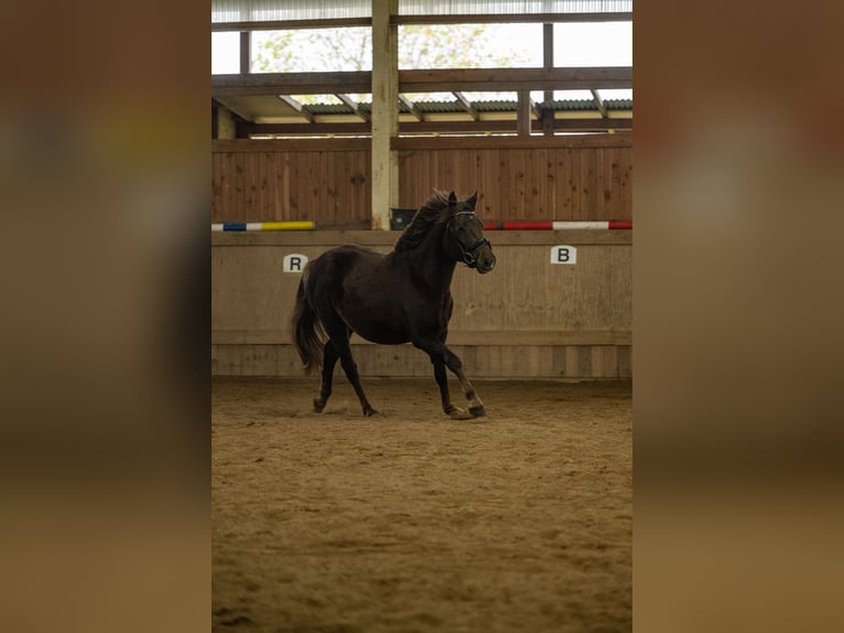 New Forest Pony Mare 3 years 13,2 hh Chestnut in Pronstorf