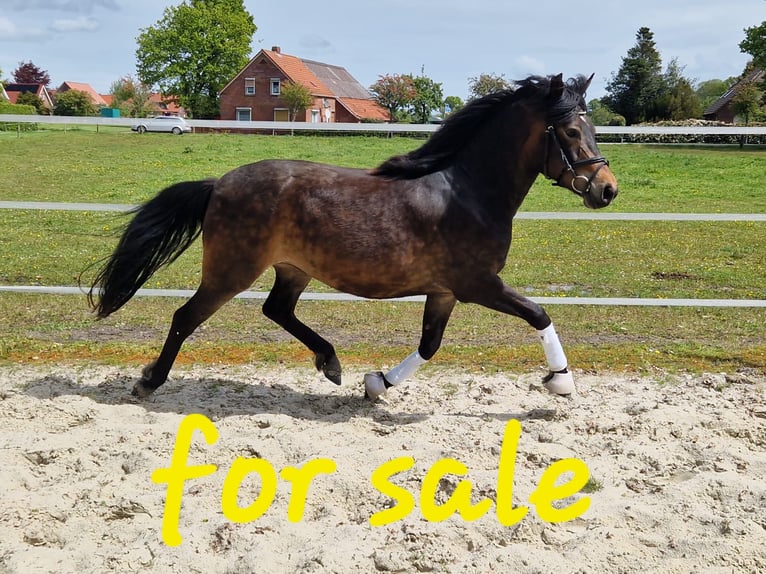 New Forest Pony Mare 3 years 13.3 hh Brown in Südbrookmerland