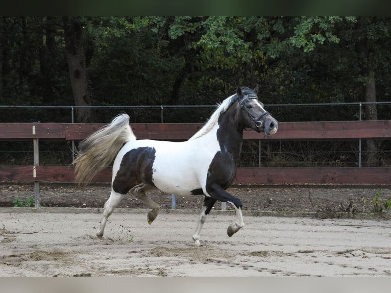 New Forest Pony Mare 3 years 13,1 hh Pinto in Schaijk