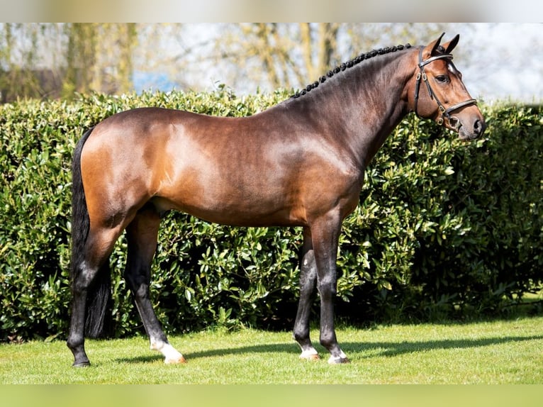 New Forest Pony Mare 3 years 13,1 hh Pinto in Schaijk