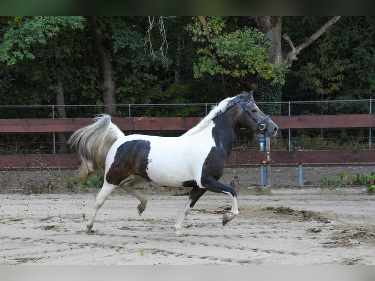 New Forest Pony Mare 3 years 13,1 hh Pinto in Schaijk