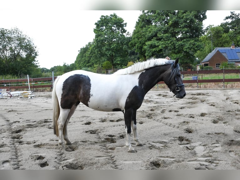 New Forest Pony Mare 3 years 13,1 hh Pinto in Schaijk