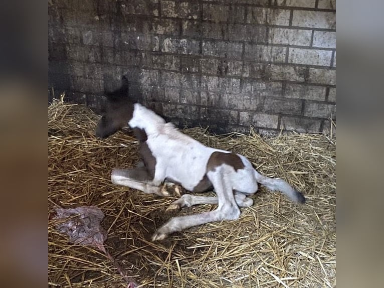New Forest Pony Mare 3 years 13,1 hh Pinto in Schaijk