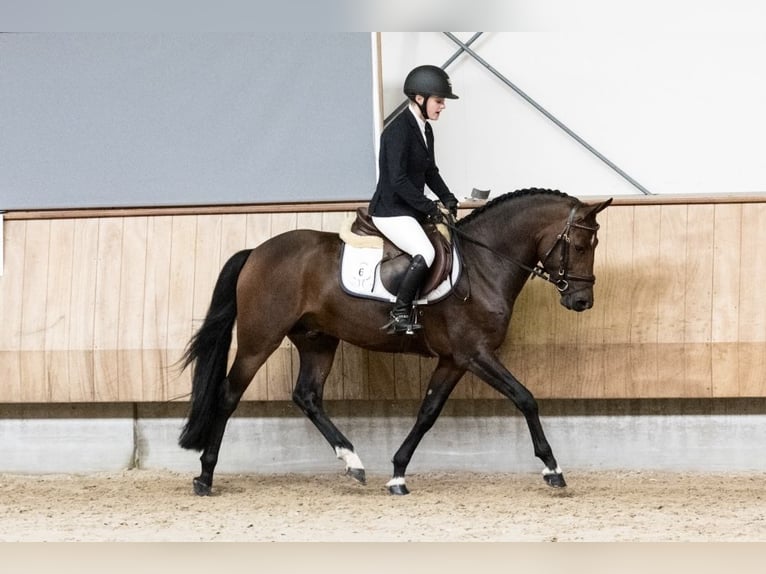 New Forest Pony Mare 3 years 13,1 hh Pinto in Schaijk