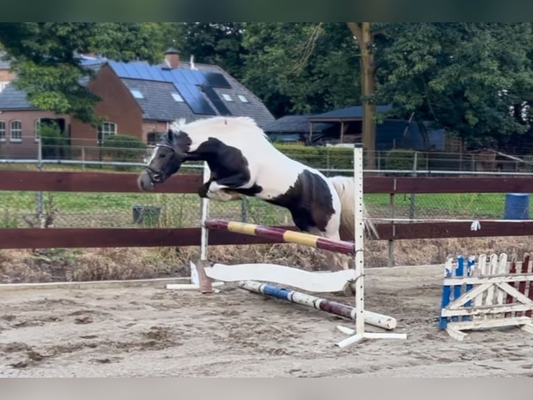 New Forest Pony Mare 3 years 13,1 hh Pinto in Schaijk