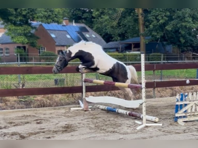 New Forest Pony Mare 3 years 13,1 hh Pinto in Schaijk