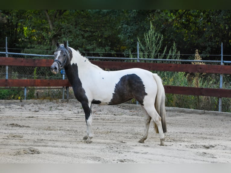 New Forest Pony Mare 3 years 13,1 hh Pinto in Schaijk
