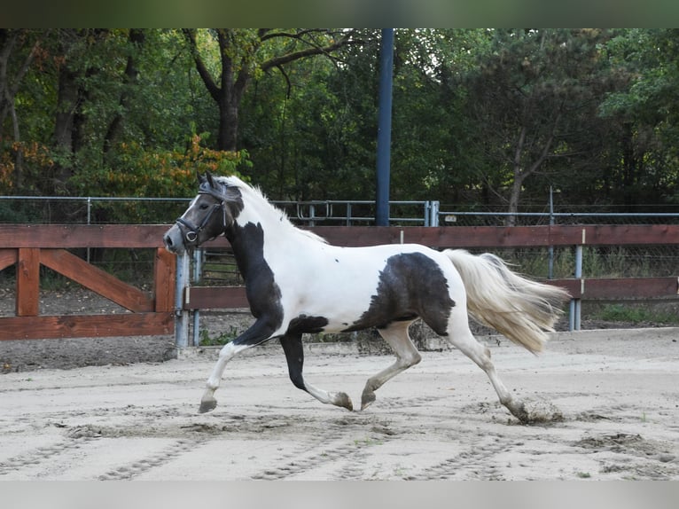 New Forest Pony Mare 3 years 13,1 hh Pinto in Schaijk