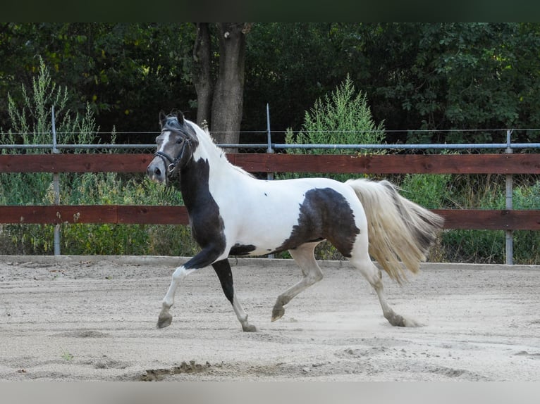 New Forest Pony Mare 3 years 13,1 hh Pinto in Schaijk