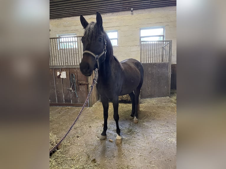 New Forest Pony Mare 3 years 13,3 hh Buckskin in Pentling