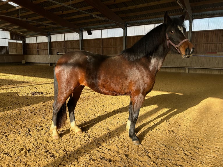 New Forest Pony Mare 3 years 14,2 hh Brown in Nagold